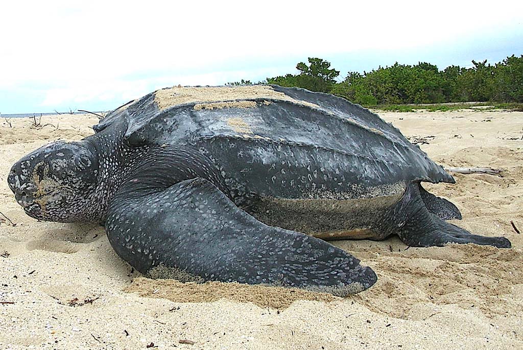 Tamarindo Beach Turtle Tour